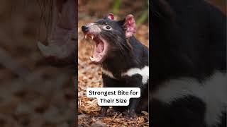 Facts about the Tasmanian Devil [upl. by Hemminger]