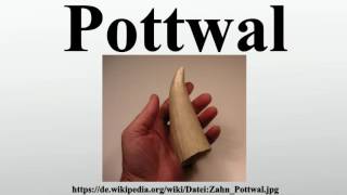 Pottwal [upl. by Hgielak]