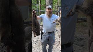 Trapping Nuisance Raccoons hogtrap wildlife trapswilderness viralvideo like viralshorts [upl. by Triplett]