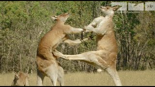 KANGAROO FIGHT [upl. by Nessnaj96]