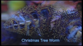 Christmas Tree Worms  A colorful eyecatching display [upl. by Pittel348]