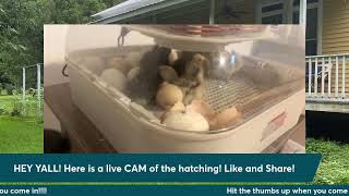 HATCH DAY LIVE [upl. by Querida]