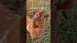 Goat Makes Funny Noises When Owner Touches His Nose  15329761 [upl. by Trebmer]