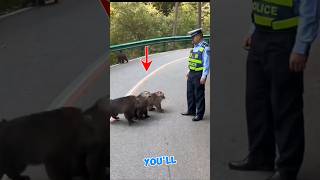 These monkeys starts Bullying the Policeman [upl. by Wentworth]