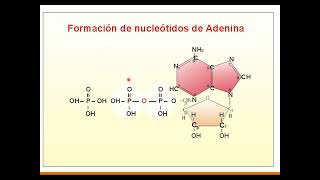 Clase 8 ADN y ARN bases teóricas [upl. by Tevis]