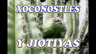 XOCONOSTLES se dan después de las pitayas y son sabrosas [upl. by Anauqat173]