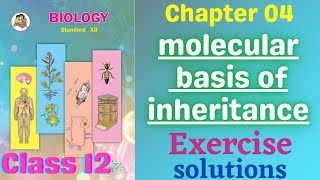 Molecular Basis of Inheritance class 12 biology chapter 4 Exercise solutions [upl. by Ayisan]