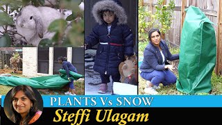 Protecting Plants from Snow  Steffi Ulagam [upl. by Arutnev]