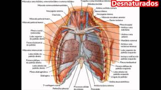 Anatomia do Pulmão [upl. by Oir417]