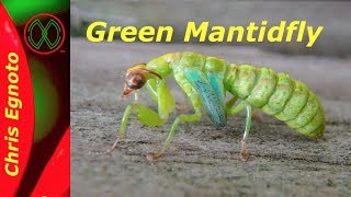 Half Praying Mantis Half Lacewing All Mantidfly [upl. by Earesed]