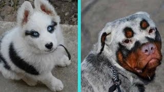 31 Unique Dogs With Unbelievable Fur Markings [upl. by Bruns]