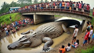 100 Most Dangerous Crocodiles in The World [upl. by Kolivas]