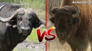 BÚFALO AFRICANO VS BISONTE AMERICANO  ANÁLISIS DE BATALLA [upl. by Anida]