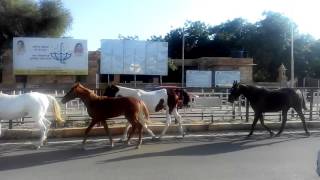 Maharawal brijraj singh ji jaisalmer horses [upl. by Gnaig]