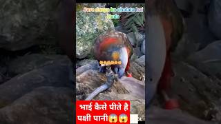 प्यासा पक्षी 😱😱😱😱😱 birds parrot lovebirds [upl. by Ahsiel]