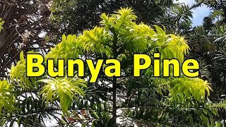 Bunya Pine  Araucaria bidwillii  HD Video 01 [upl. by Derk264]