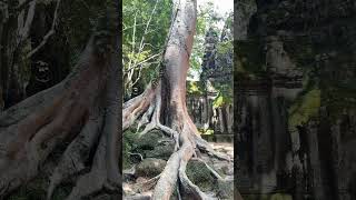 North Gate of Angkor Thom Siemreap Cambodia travel temple history flynature lake nature [upl. by Adnicaj]