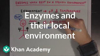 Enzymes and their local environment  MCAT  Khan Academy [upl. by Radke22]