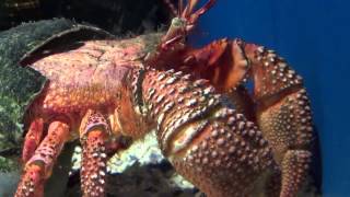 Giant Hermit Crab  Petrochirus diogenes [upl. by Maurine]