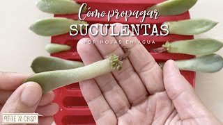 Cómo propagar suculentas por hojas en agua  varios métodos paso a paso [upl. by Nahtaneoj]