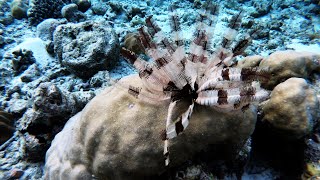 Feather Starfish Time Lapse  Maldives 20210322 [upl. by Dempsey]