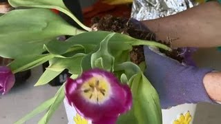 How to Plant an Instant Tulip Garden With Plants Already in Bloom  Garden Fun [upl. by Tia]