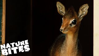 Aggressive DikDik Father ATTACKS Newborn Calf  The Secret Life of the Zoo  Nature Bites [upl. by Alamak]