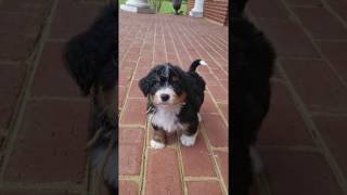 Micro Bernedoodle Puppy quotSilasquot Tan Collar Boy [upl. by Tdnarb101]