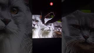 cat breed association  how to find viral youtubeshort catlover cat [upl. by Airalav]