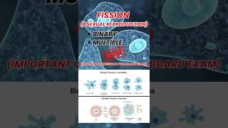 Binary amp Multiple Fission Explained  Asexual Reproduction Simplified [upl. by Yllil155]