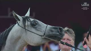 N 79 JAHAJEEL AL SHARAAN Al Shaqab International Arabian Horse Show 2024 Yearling Fillies Class [upl. by Nnire]