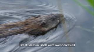 Shell Middens and Muskrats  I Speak for the Fish  Great Lakes Now  Web Series [upl. by Leakcim]