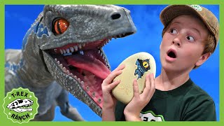 Blue Raptor Surprise Egg Dinosaur Toy 40 Minutes of TRex Ranch Adventures for Kids [upl. by Deming718]