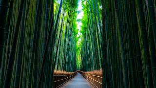 Arashiyama Bamboo Grove Kyoto [upl. by Yeleek]