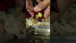 Roselle Hibiscus sabdariffa Sorrel seed pod removal [upl. by Nicole248]