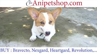 Anipetshopcom  Buy Pet Medications  Bravecto Heartgard Nexgard Revolution [upl. by Etteyniv]