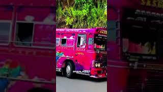 කාටද වැඩියෙන්ම ආදරේ😁🤭💕bus 4110 dhamrejini modifiedbus dhamrajini amayan2003 kylie [upl. by Caine]