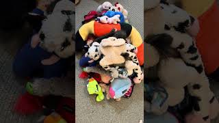 Toy Pile Surprise starring Jeep the Keeshond dogshorts [upl. by Arreip]