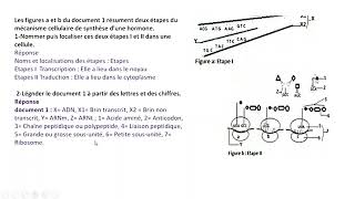 EXERCICE CORRIGE SYNTHESE DES PROTEINES  SVT TERMINALE [upl. by Francoise204]