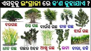 Basic English Odia words  Tree names in English  English odia dictionary  Word meaning practice [upl. by Resa]