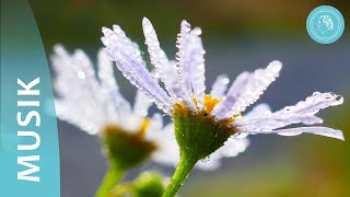 „Zurück zur Natur“ – Bilder und Musik zur Besinnung – von Bruno GröningFreunden [upl. by Naivat]