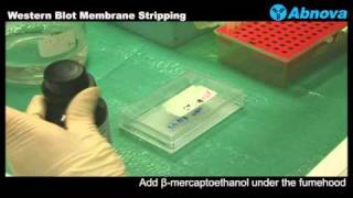 Western Blot Membrane Stripping [upl. by Stillas]