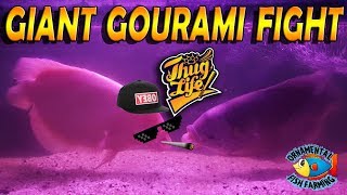 giant gourami fight  fish thug life  gourami attack aquarium care fly fishing [upl. by Namlaz]