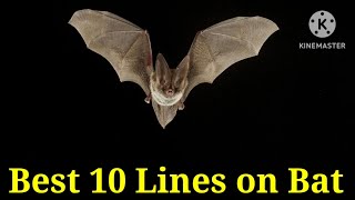 BatBest 10 Lines on BatEssay on Bat in EnglishFew Lines on Batbat [upl. by Airla6]