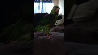 periquita parrot mascotas [upl. by Kevon229]