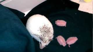 24 hr old hedgehog babies [upl. by Palla]