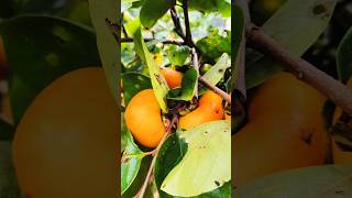 Persimmon farming in Arunachal Pradeshshorts youtubeshorts persimmon travel nature cute views [upl. by Jehoash]