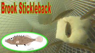 Brook Stickleback [upl. by Nahaj507]