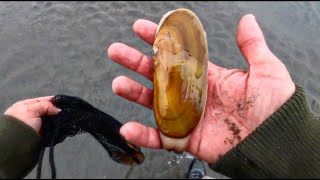 Oregon Coast Clamming For A Limit Of Delicious RAZOR CLAMS [upl. by Tristam]