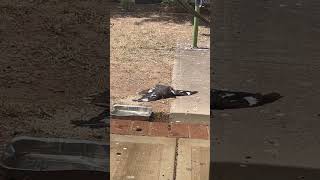 currawong sunning and magpie eating [upl. by Ekihc]